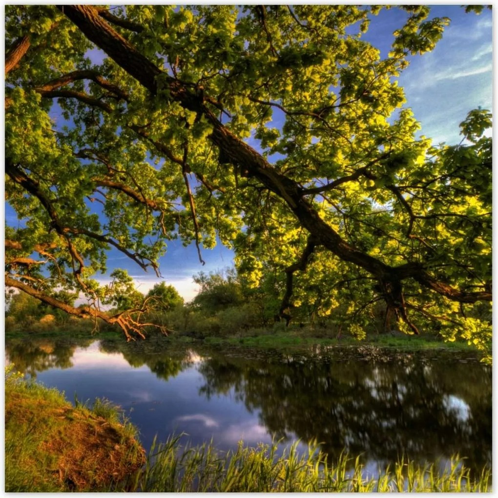 Poszterek 140x140 Tölgy a croissant-ban