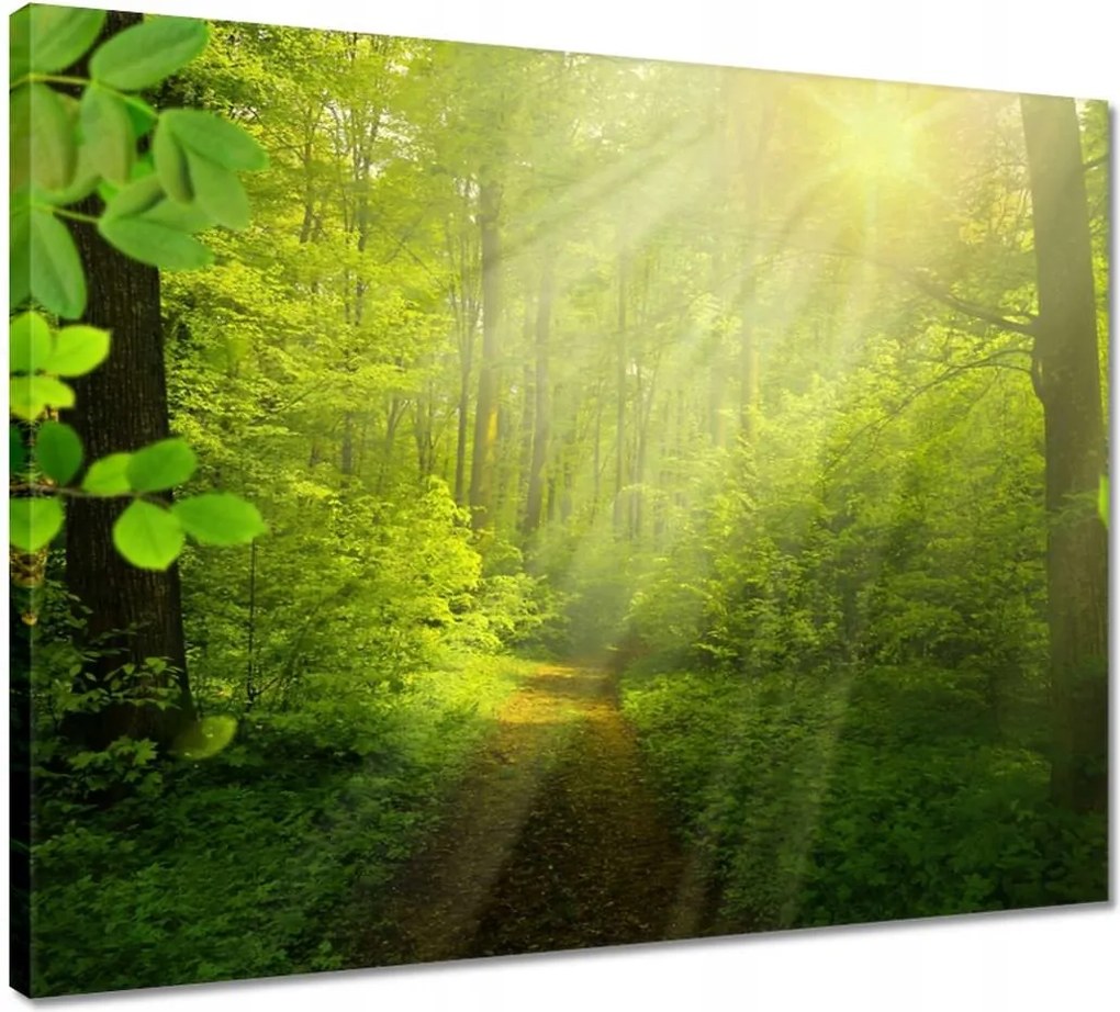 Vászonkép 50x40 Varázslatos erdő Sugárzás
