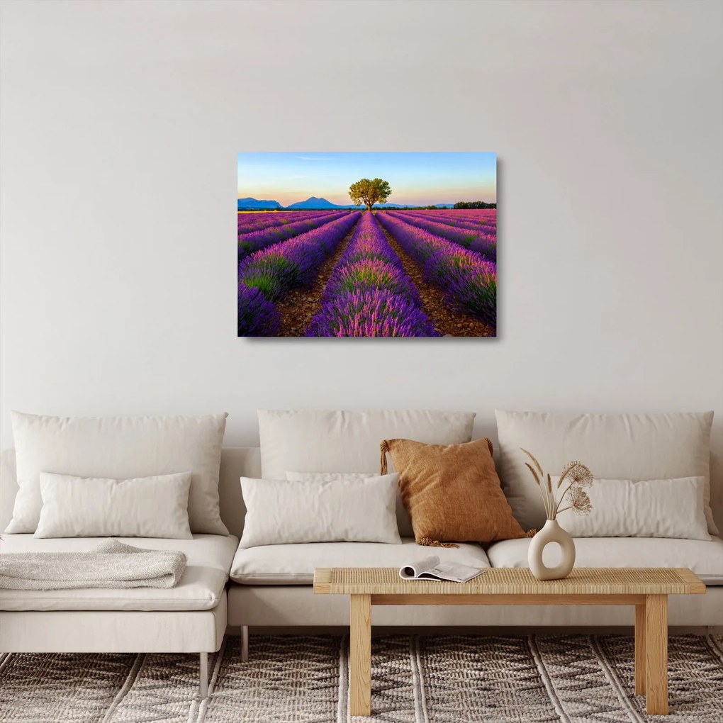 Üveg kép - Levendula mező (70x50 cm)