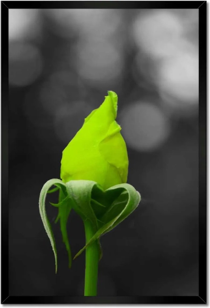 Poszter keretben 40x60 Lime rózsa