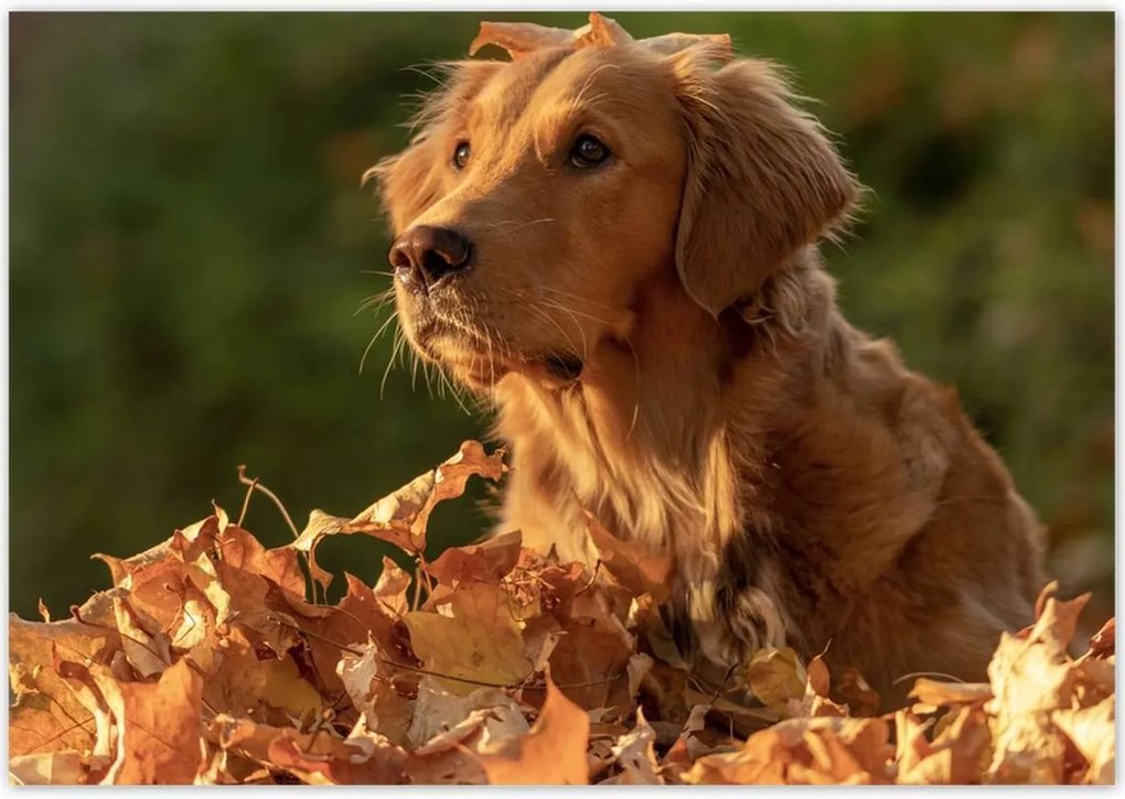 Poszterek 100x70 Őszi kutya portré fotó
