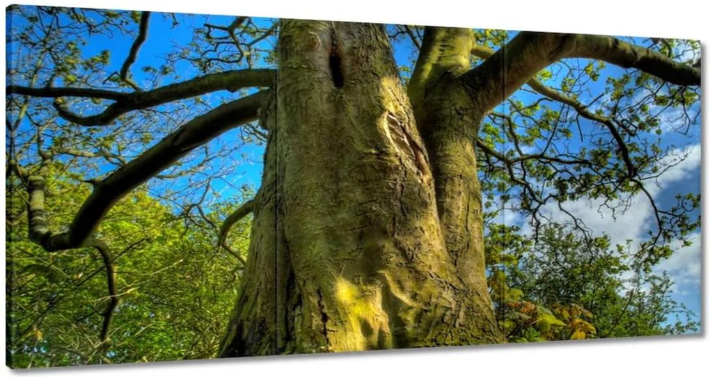 Festmények 180x90 Erős fa