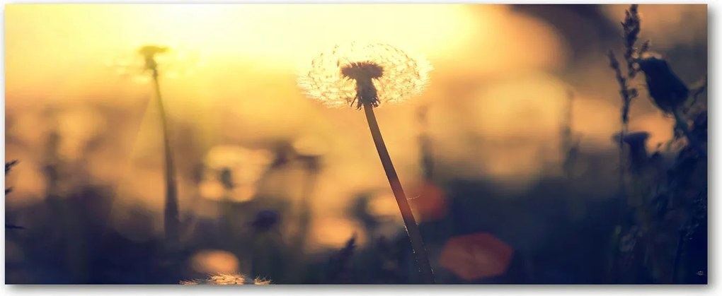 Modern üvegpanel a konyhába Pitypang XXL