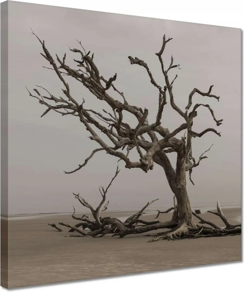 Vászonkép 30x30 Fa Kilátás