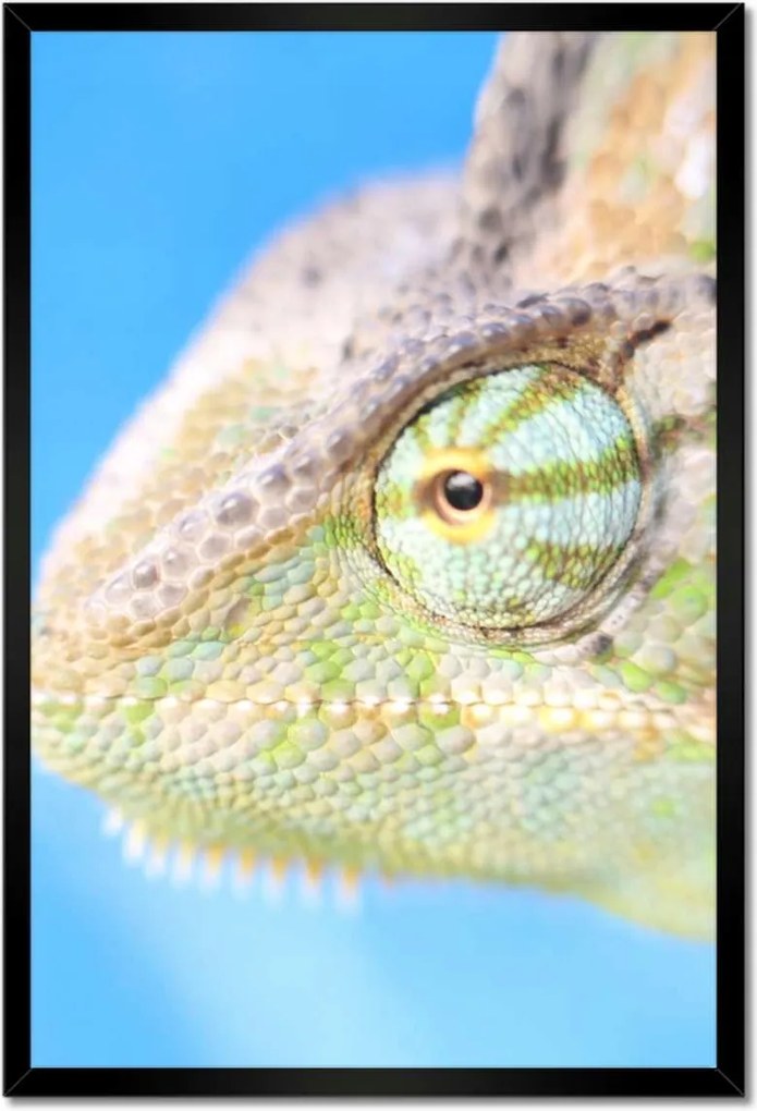 Poszterek keretben 40x60 Kaméleon