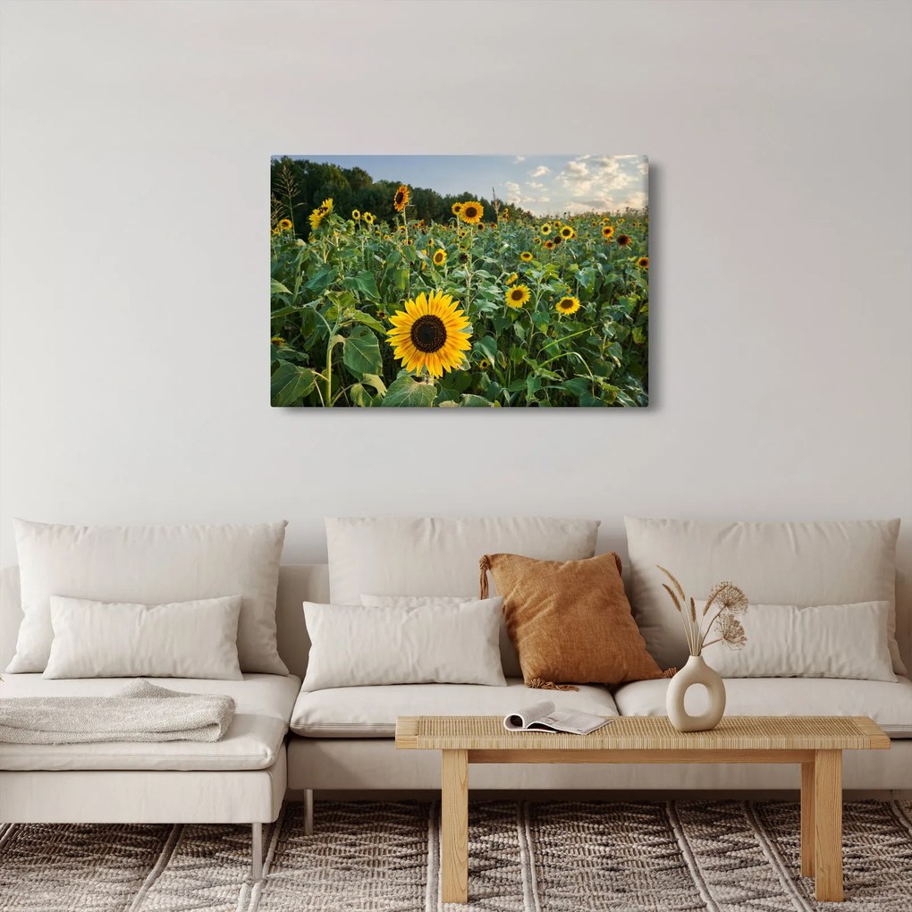 Kép - Napraforgómező II. (90x60 cm)