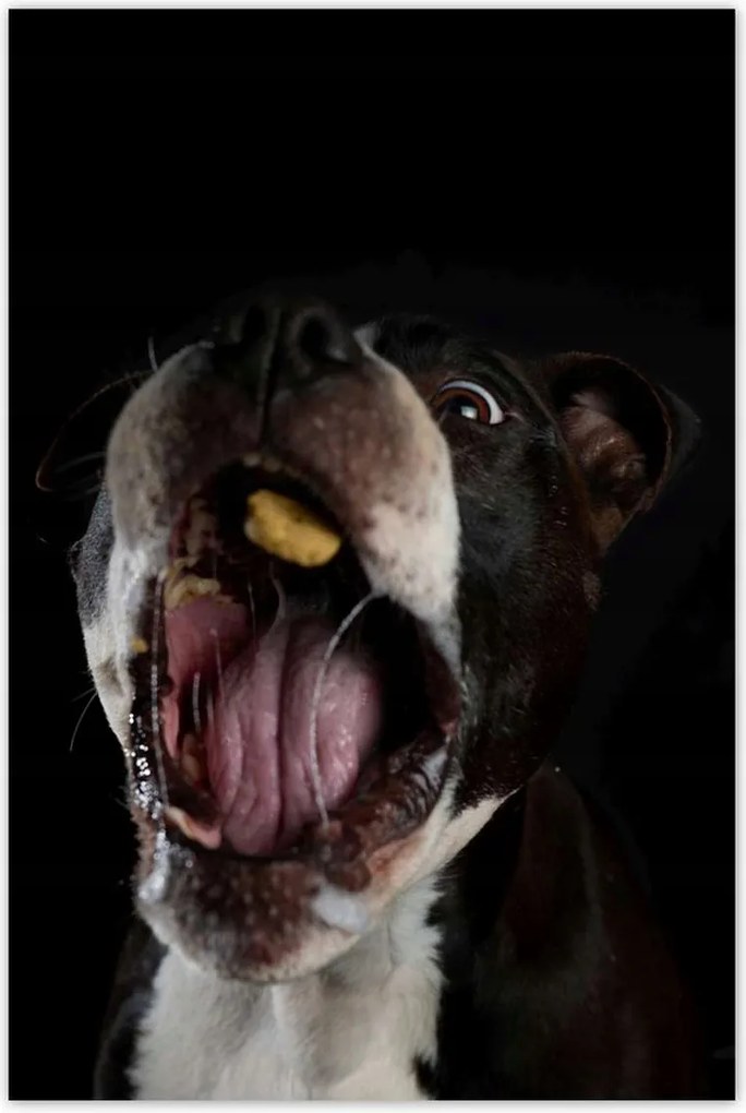 Poszterek 80x120 Amstaff Evés Kutya