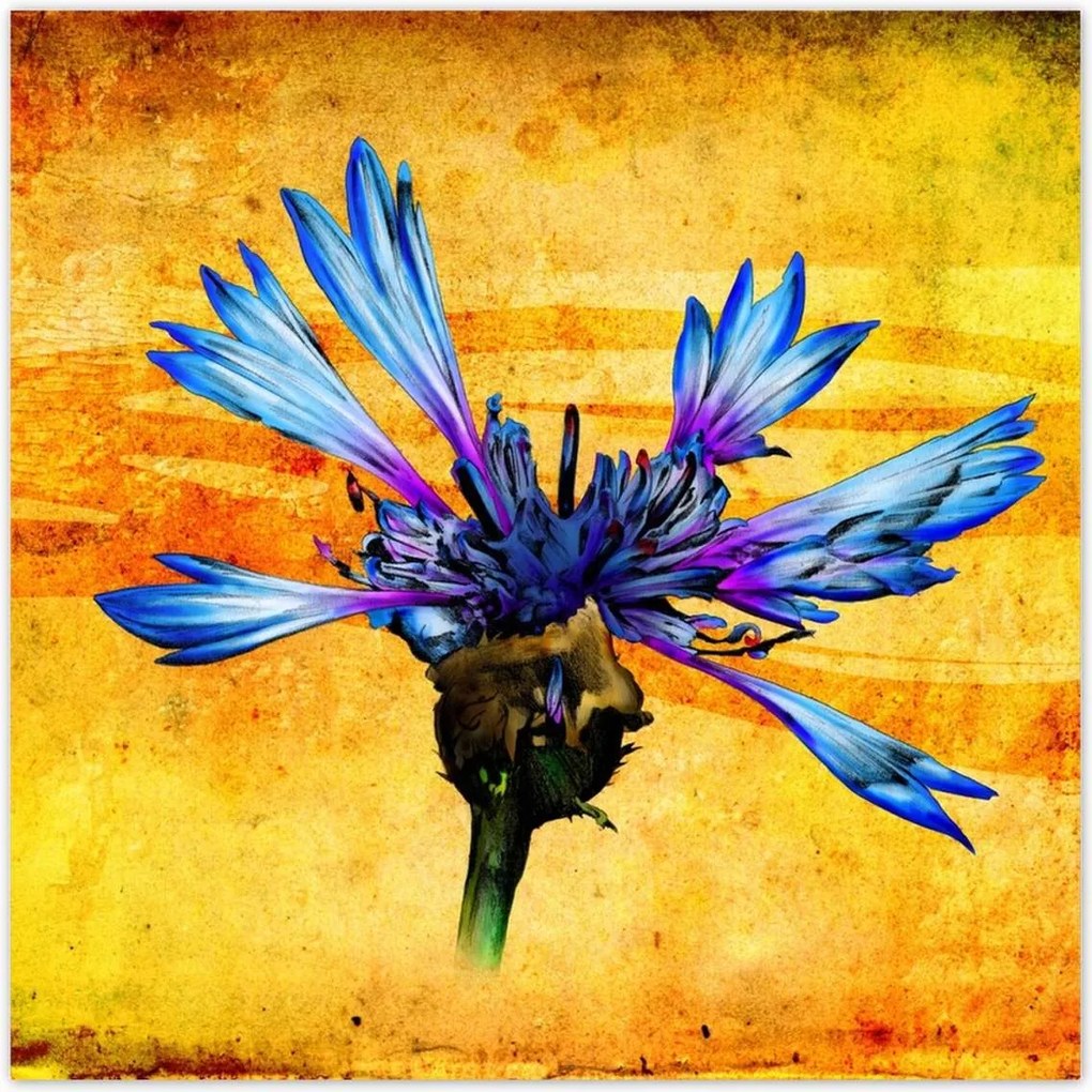 Poszterek 100x100 Chaber