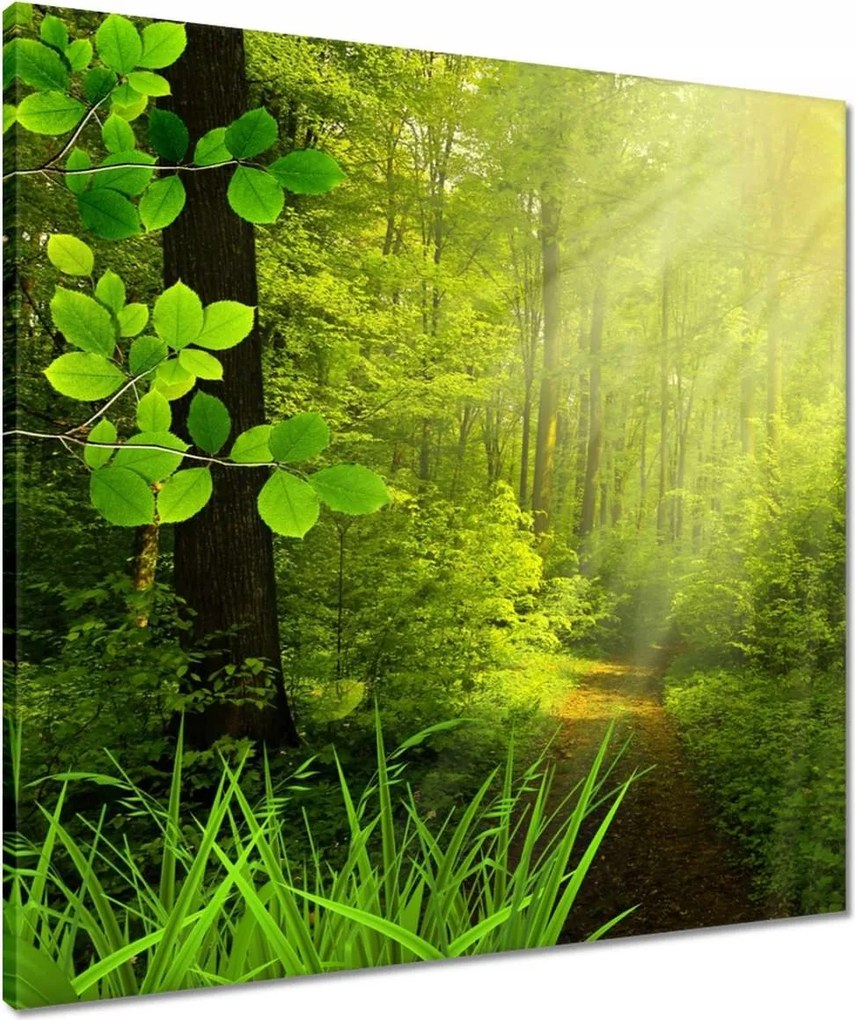 Vászonkép 60x60 Varázslatos erdő Tájkép