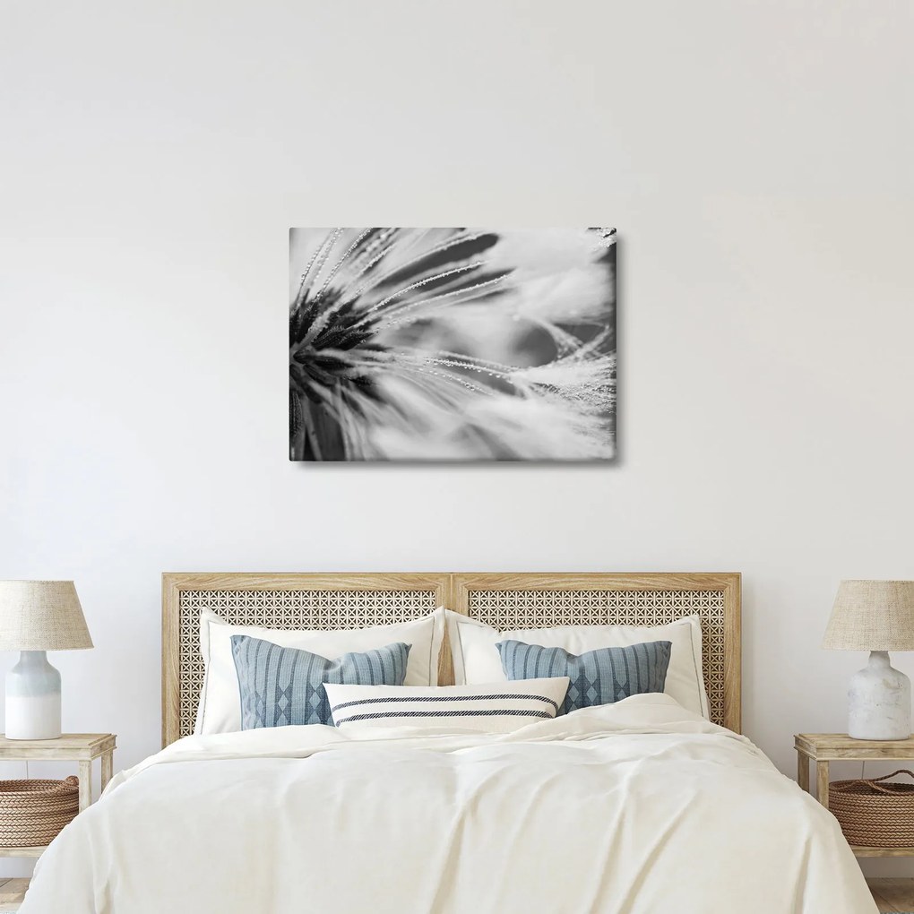 Kép - Makró, fekete-fehér (70x50 cm)