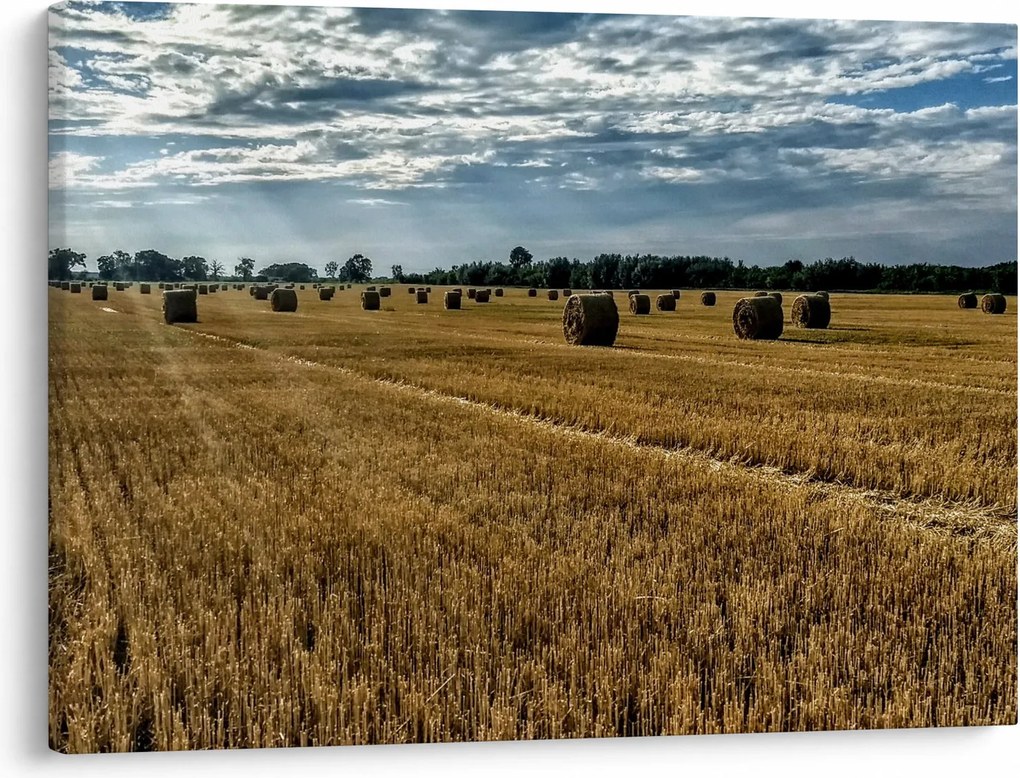 Betakarított gabona mező képe (70x50 cm)