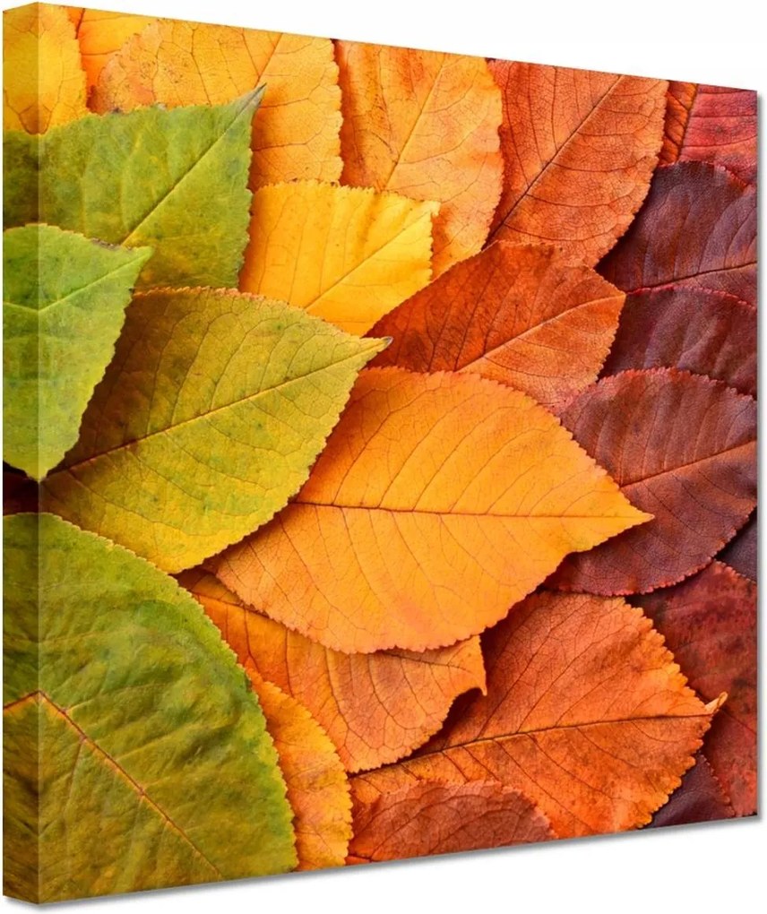 Vászonkép 20x20 Őszi színes levelek Levél
