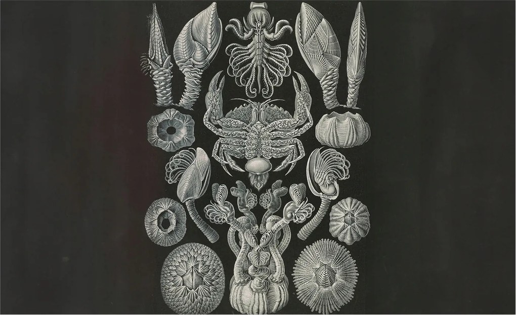 Stílusos Dekoratív Fotótapéta Flizelin Vízalatti formák 416x254 Ragasztó