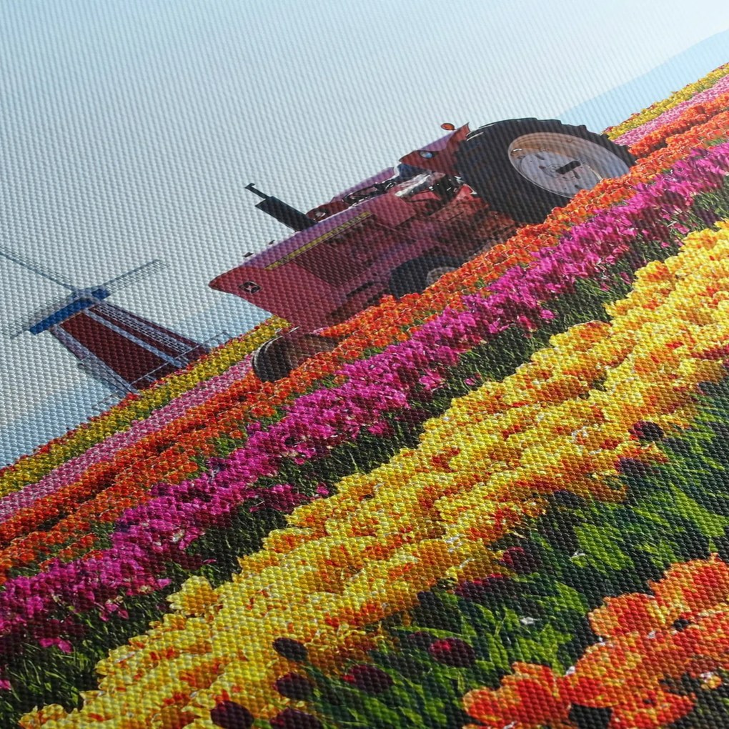 Tulipánfarm képe (70x50 cm)