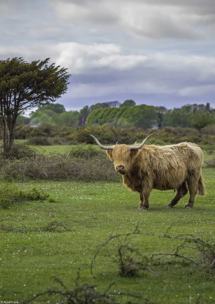 Poszter 21x29,7cm Tehén a faluban 3, Assaf Frank