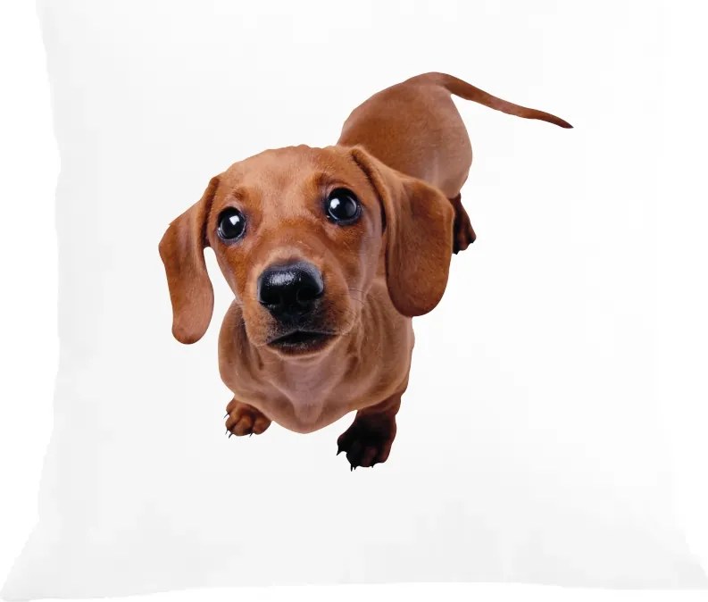 Párna+párnahuzat Tacskó Kutya Divatos Nyomtatás