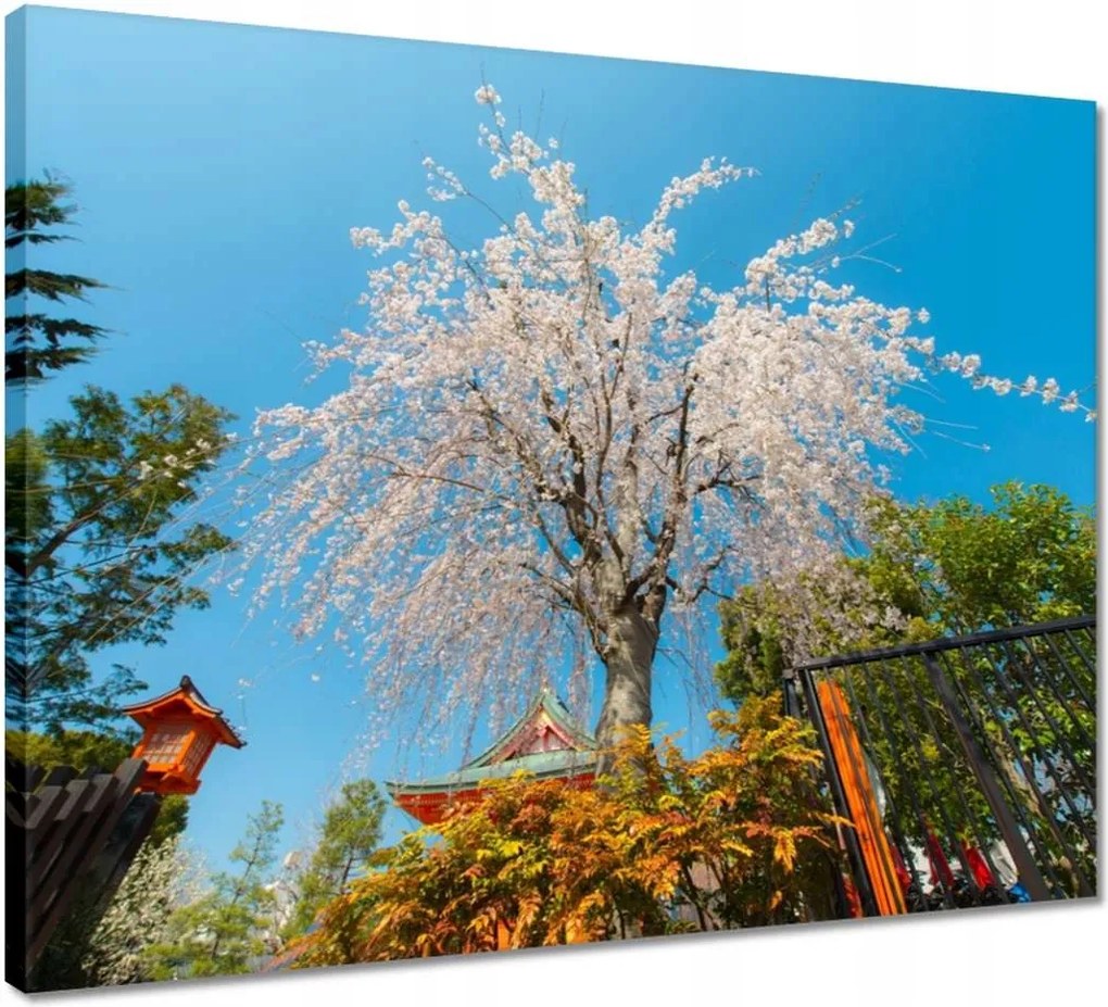 Vászonkép 50x40 Virágzó cseresznye