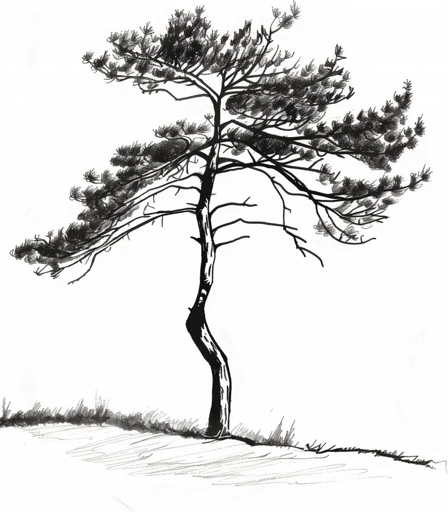 Poszter 25x35cm Magányos fenyő