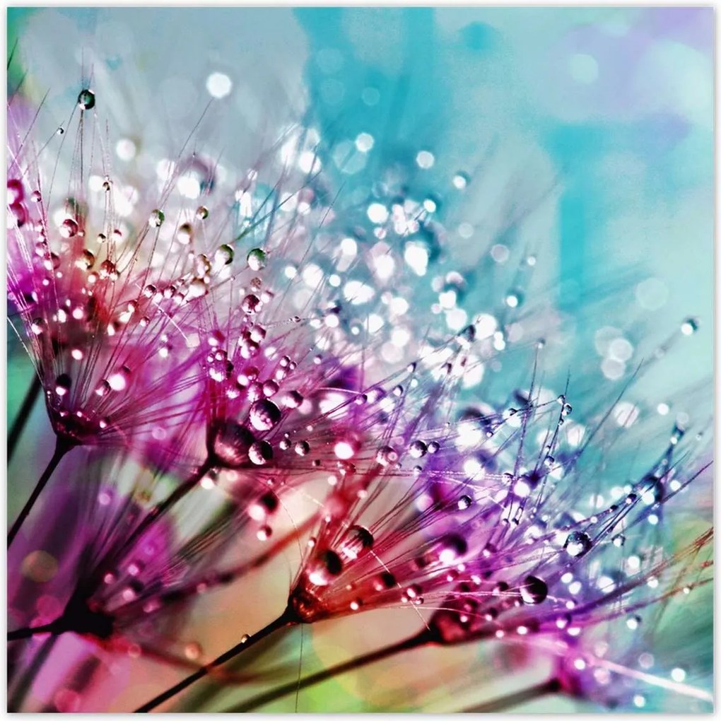 Poszterek 100x100 Harmatcseppek Pitypang