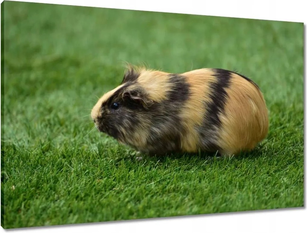 Vászonkép 90x60 Tengerimalac