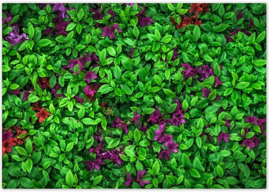 Poszterek 100x70 Kerti azálea