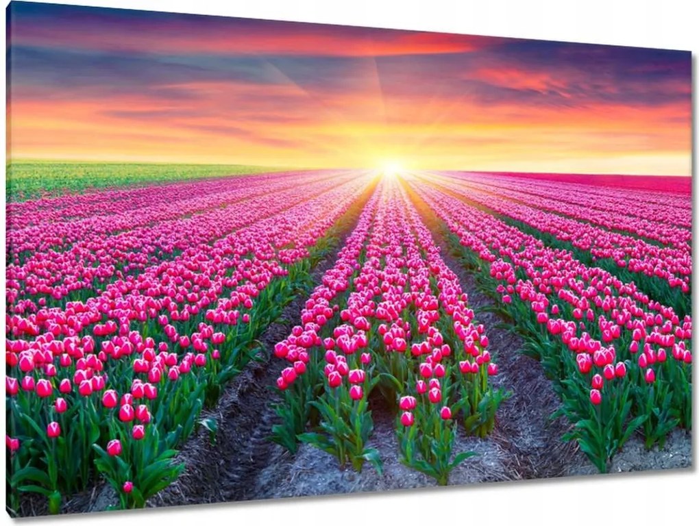 Vászonkép 120x80 Tulipánok tengere Virágok