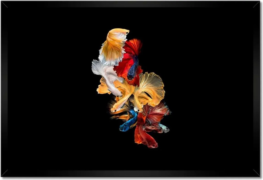 Poszterek keretben 60x40 Színes sziámi halak