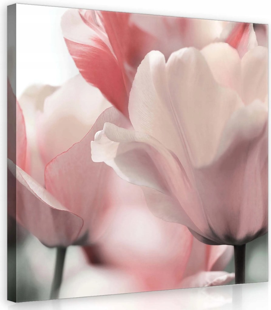Vászonkép 80x80 Tulipán virágok finomság tavasz pasztell színek természet
