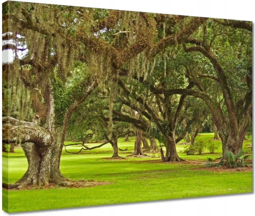 Vászonkép 40x30 Park tölgyfákkal