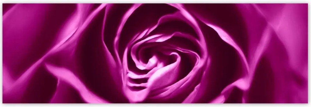 Poszterek 200x66 Lila rózsa Makrofotó