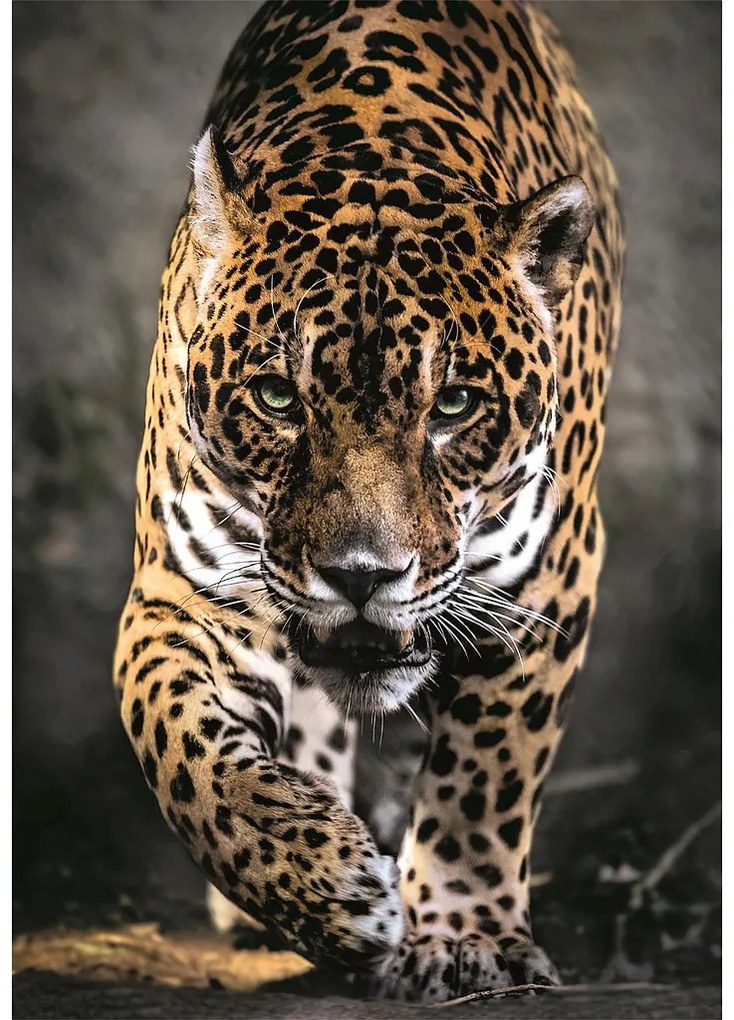 Walk of the Jaguar 1000 db-os puzzle Clementoni