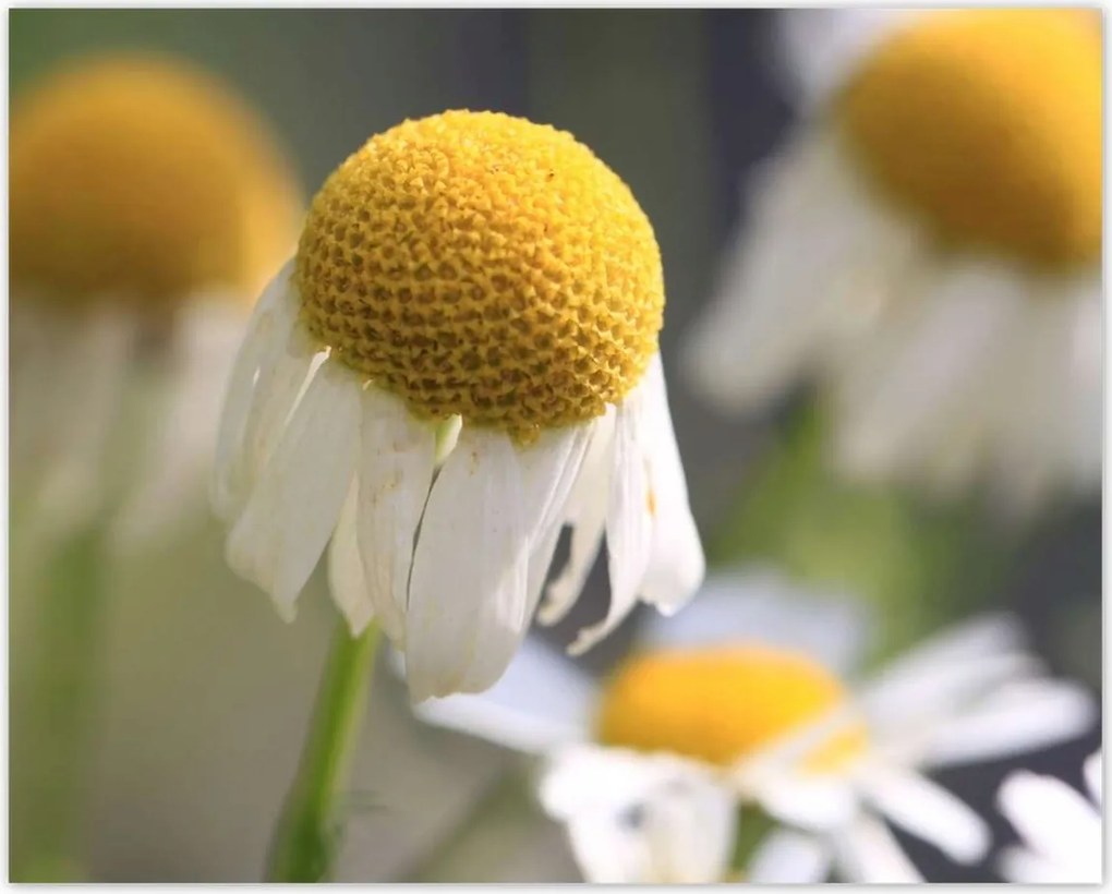 Poszterek 50x40 Kamilla