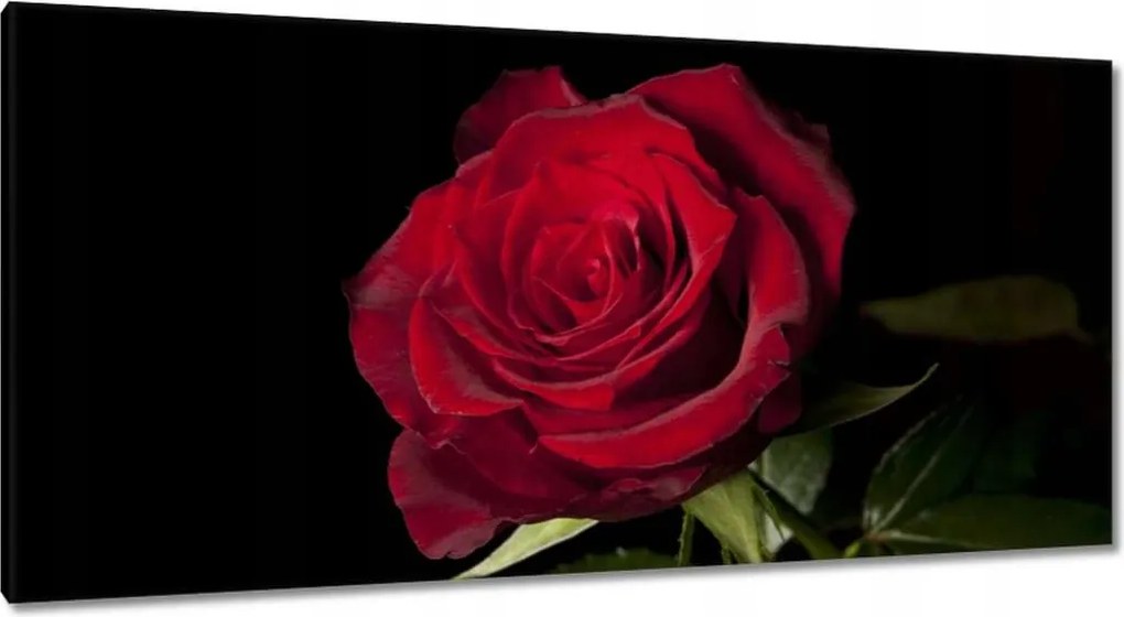 Vászonkép 115x55 Aranyos rózsa