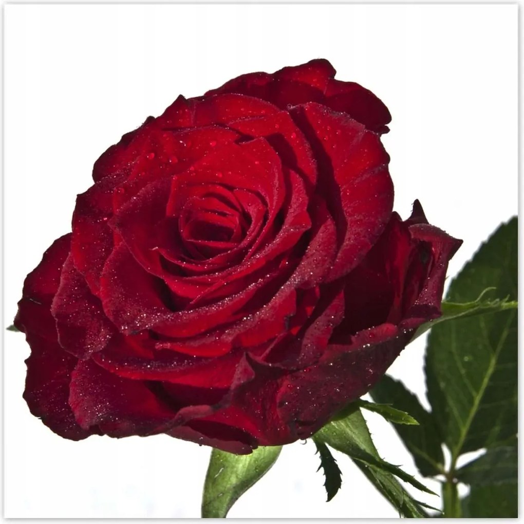 Poszterek 100x100 Vörös rózsa fehér