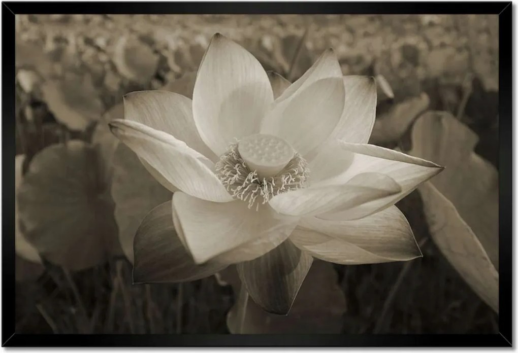 Poszter keretben 60x40 Lótusz lótuszvirág