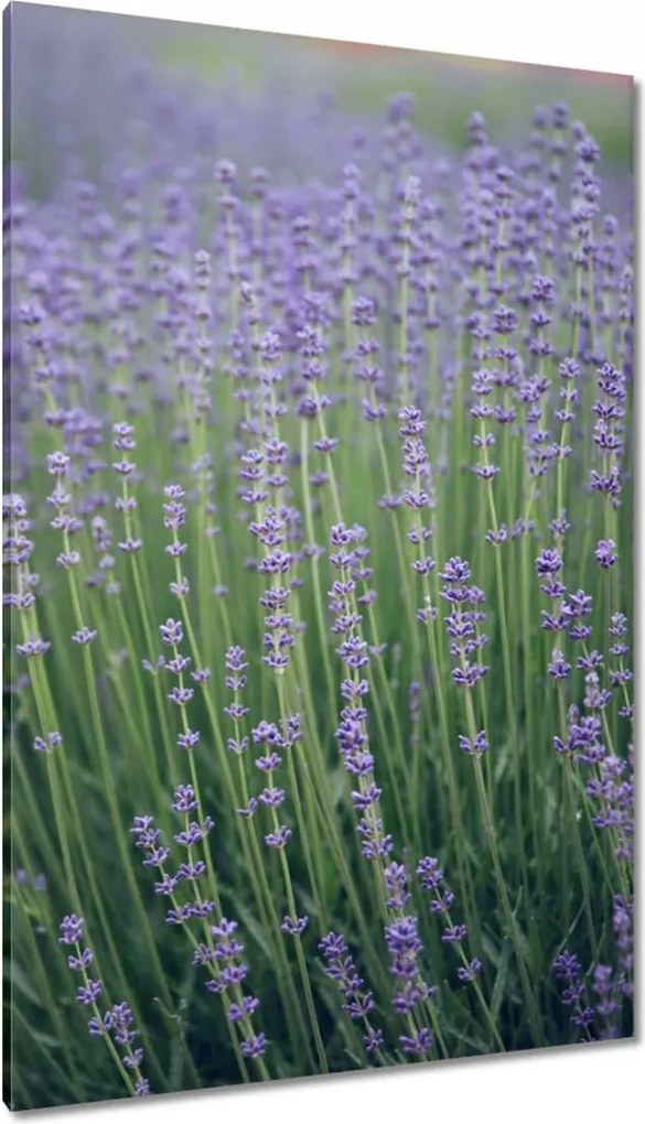 Vászonkép 80x120 Levendula világ