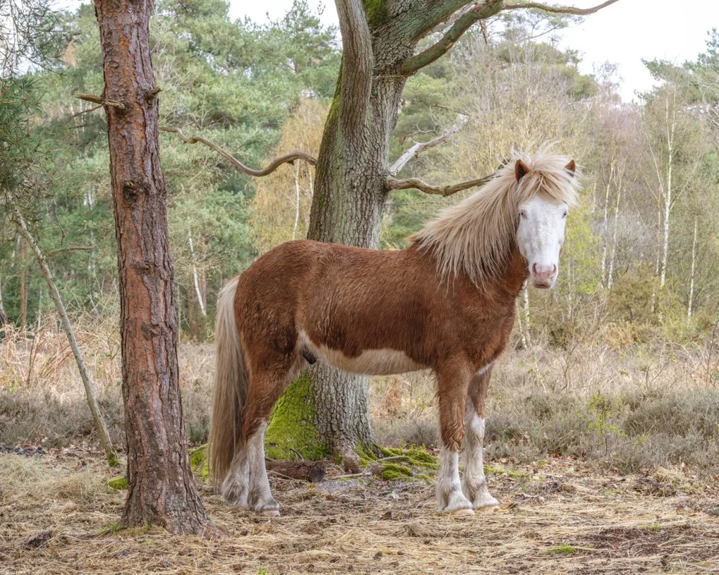 Poszter 50x40cm Ló az erdőben, Assaf Frank