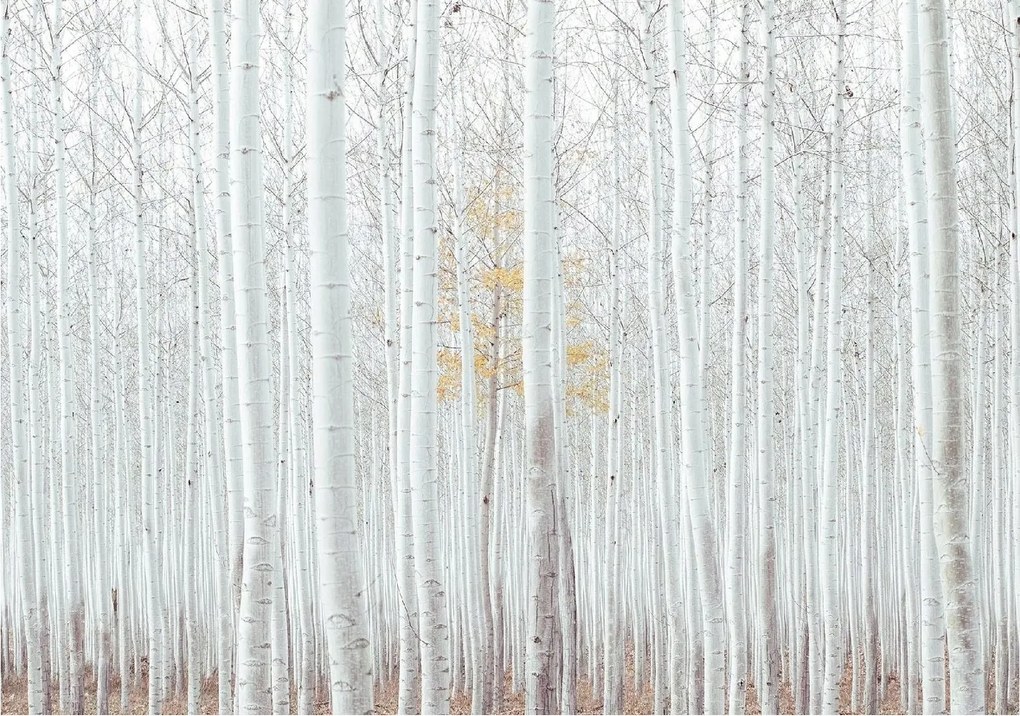 Fotótapéta Nyírfa Erdő Nyírfa Fali Tapéta Előszoba 416x254