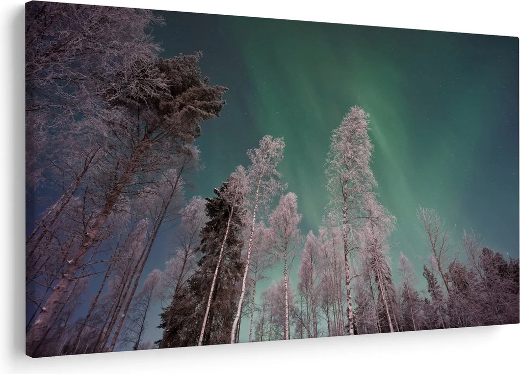 Az aurora borealis képe fagyos fák felett (90x60 cm)