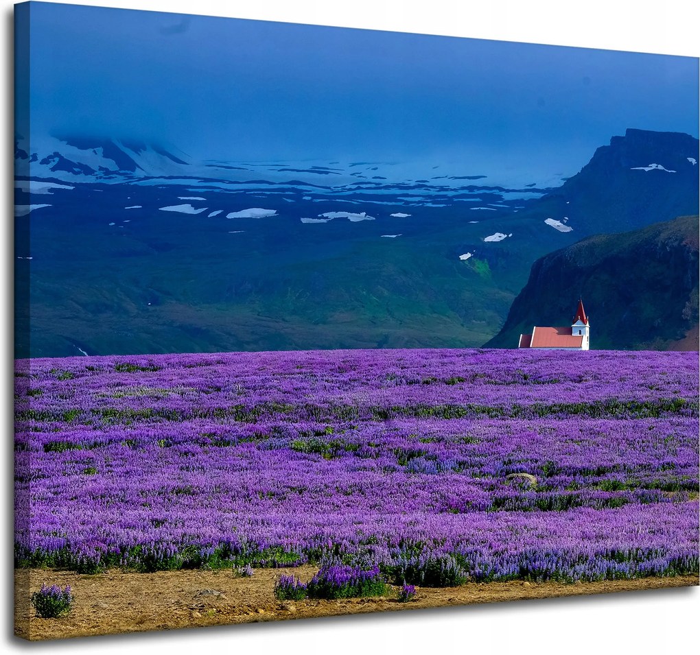 Vászonkép Természet Levendula mező Virágok 100x80