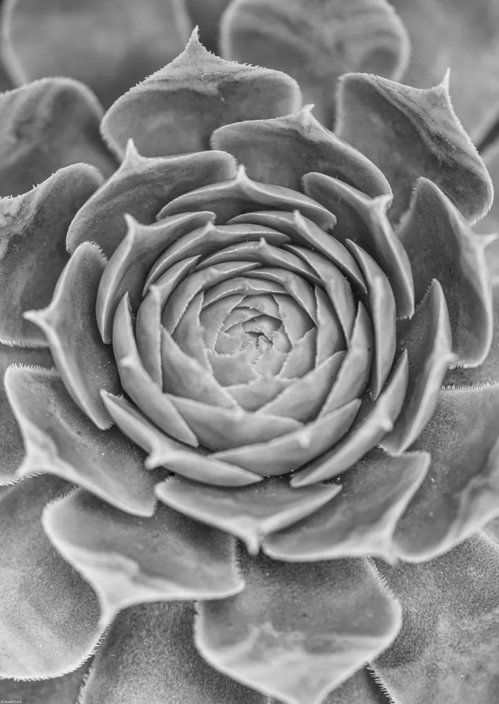 Poszter 42x59,4cm Közelkép pozsgásokról, Assaf Frank