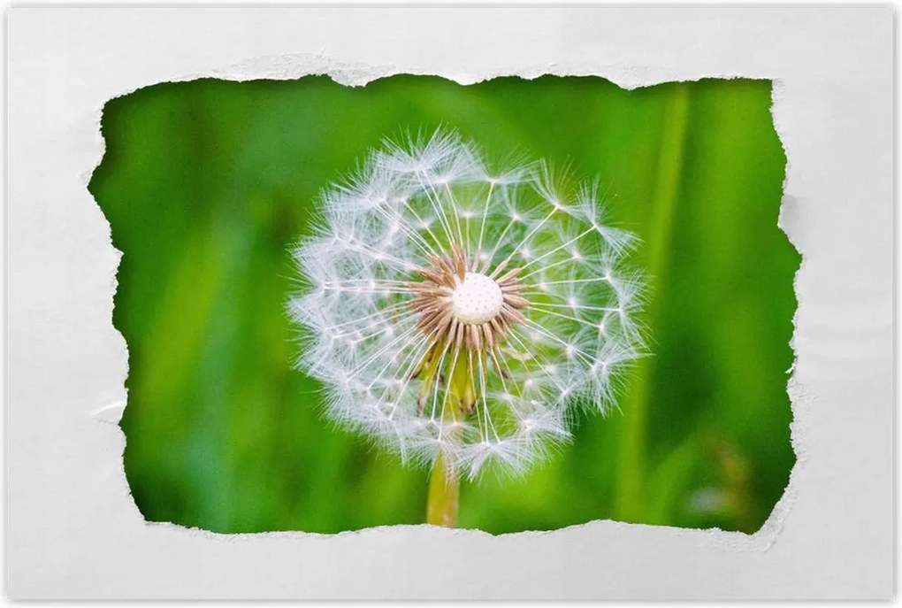 Poszterek 90x60 Pitypang Virág Virágok