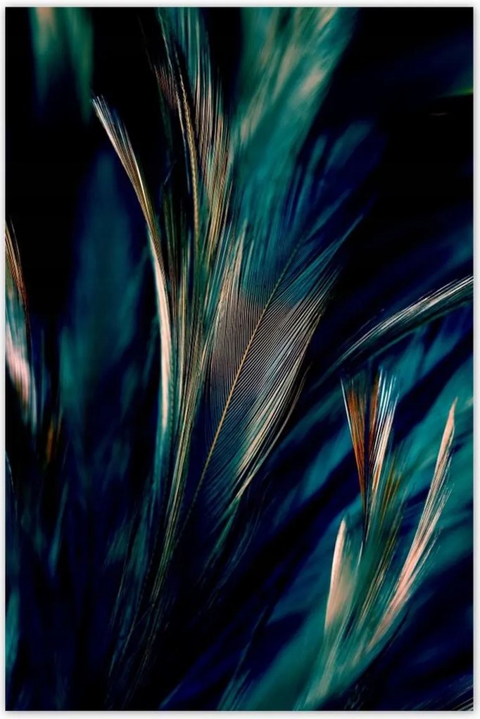 Poszterek 80x120 Puha pávatollak