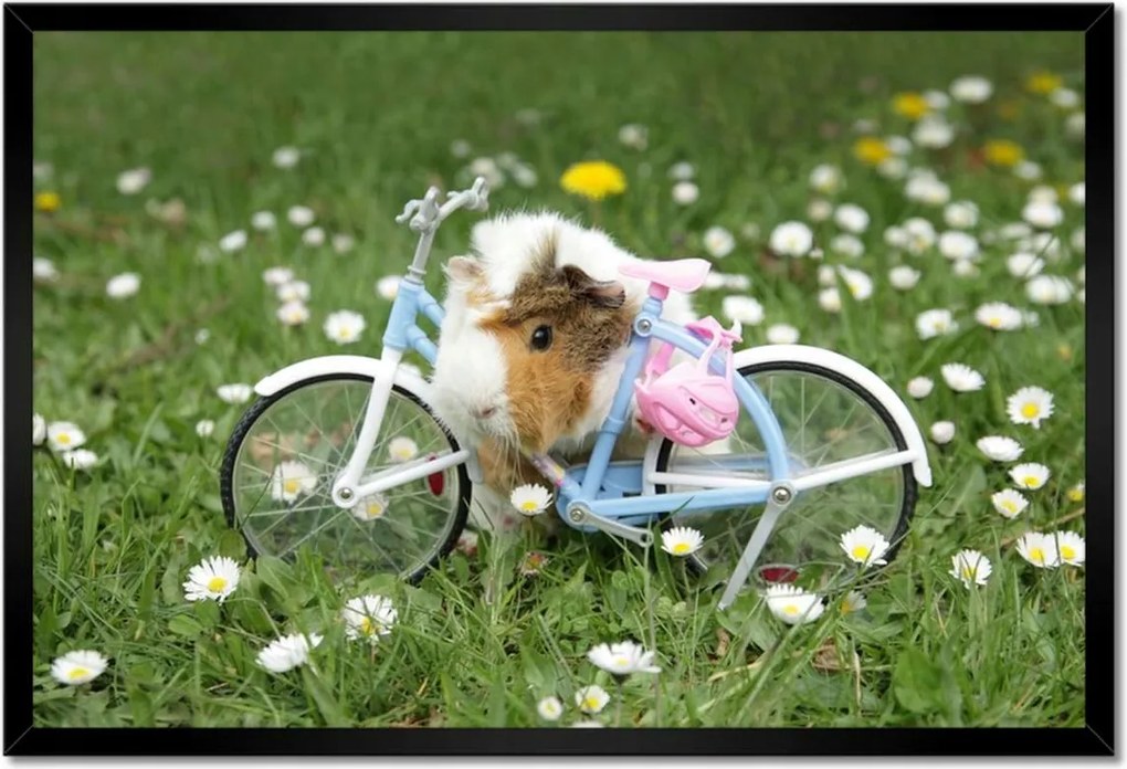 Bekeretezett poszterek 60x40 Tengerimalac a réten