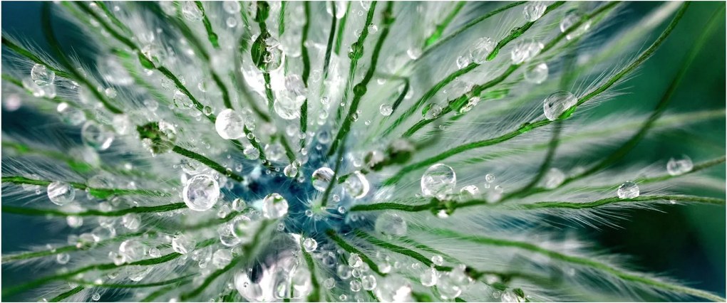 Kép - Makro kép egy virágról (120x50 cm)