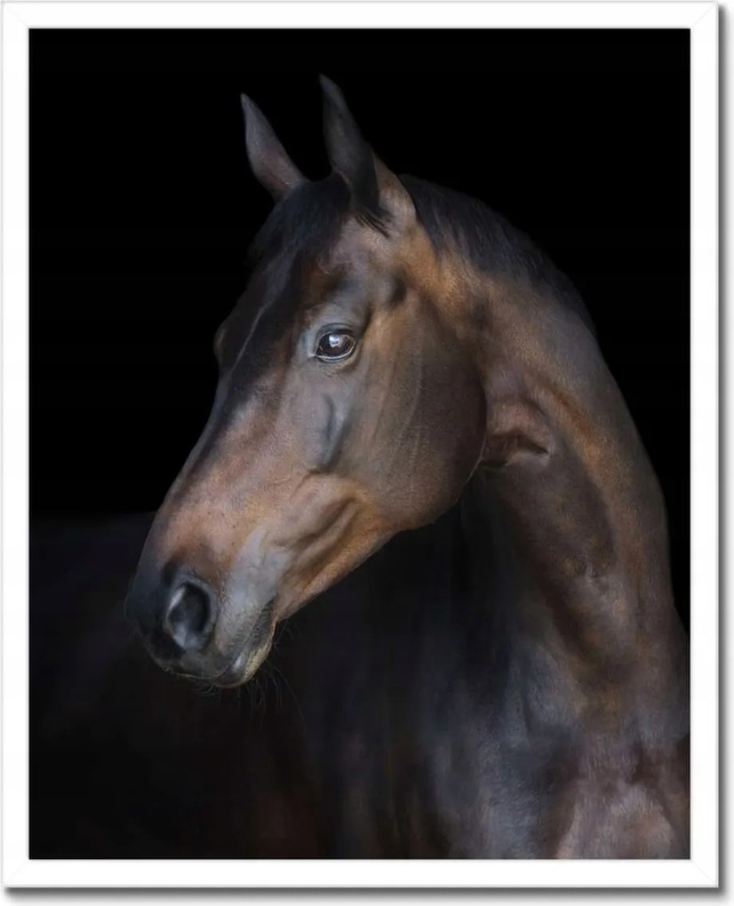 Poszterek keretben 40x50 Lófej