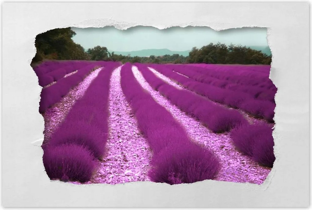 Poszterek 90x60 Levendulamező