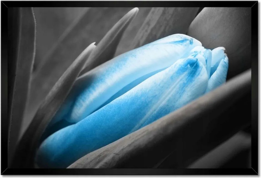 Poszter keretben 60x40 Kék szirmok Tulipán