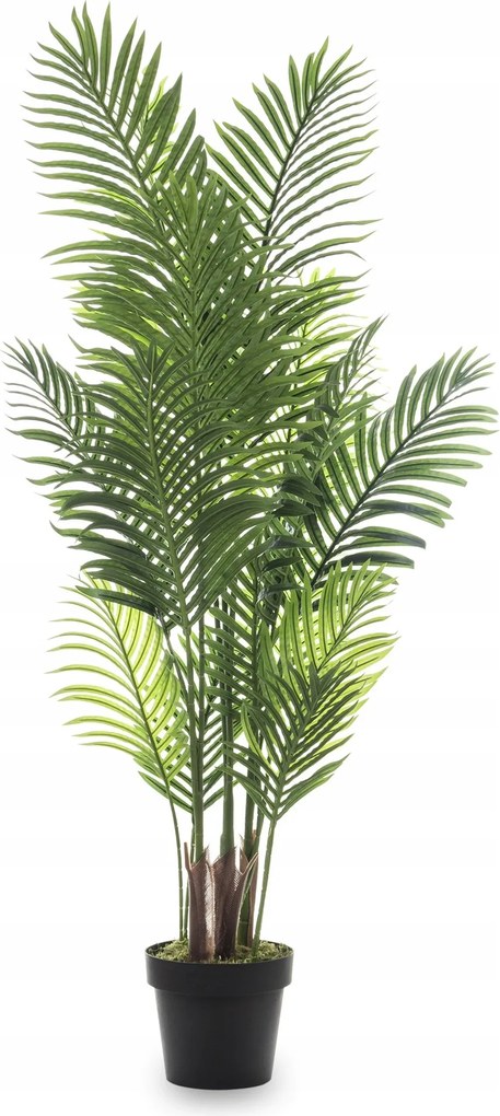 Dekoratív növény pálma fekete virágtartó magas