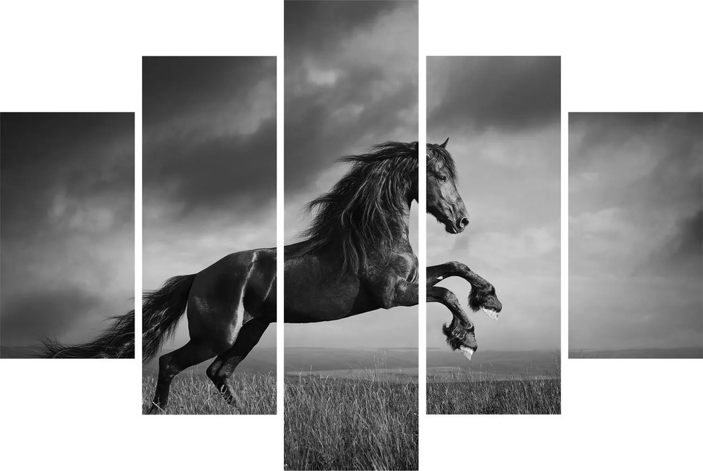 Kép - Fekete-fehér ló (150x105 cm)